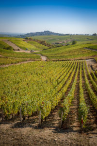 Château de Sancerre - Ses vignes