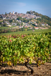 Château de Sancerre - Les vignes