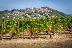 Chäteau de Sancerre - Une dégustation inédite au coeur des terroirs - Le vignoble