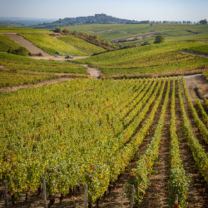 Château de Sancerre - Les vignes d'une des cuvées