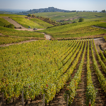 Chateau de Sancerre - The vines of one of the vintages Chateau de Sancerre - The vines of one of the vintages