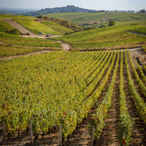 Chateau de Sancerre - View of part of his vineyard