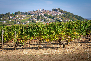 CDS-VIGNOBLE-COPYRIGHT-Christophe-GAGNEUX (1) - 2