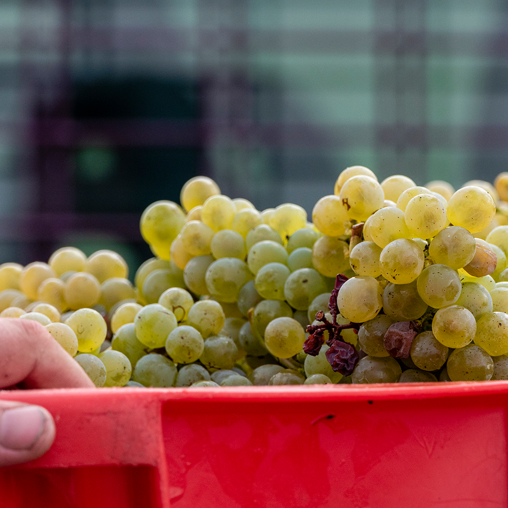 vendanges Château de Sancerre